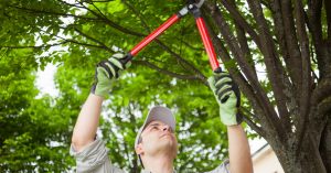 Autumn Maintenance Checklist: Tree Care