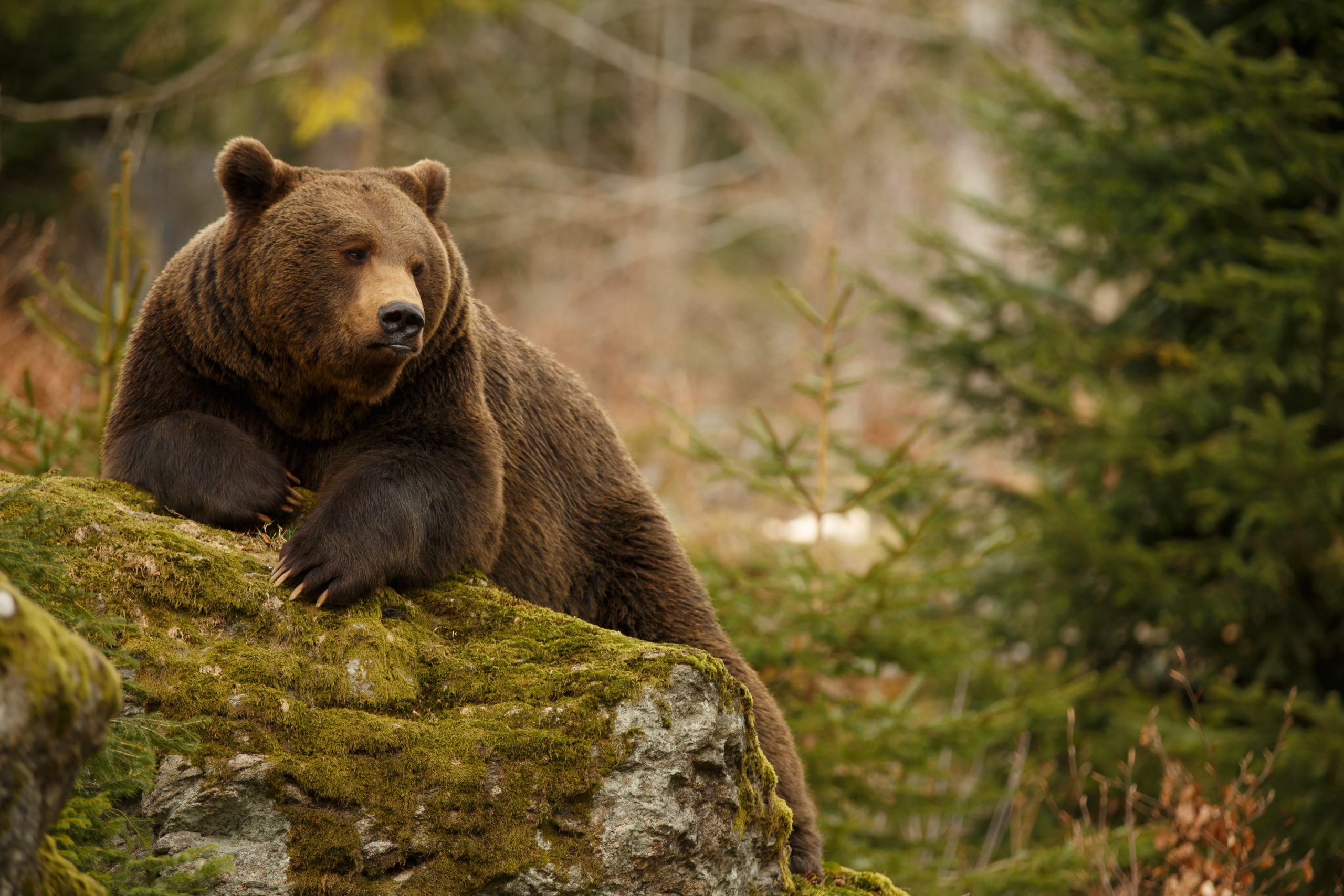 Camping Tips: for Beginners Wildlife Lookout